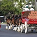 Budweiser Clydesdales entertain Airmen and families on Keesler