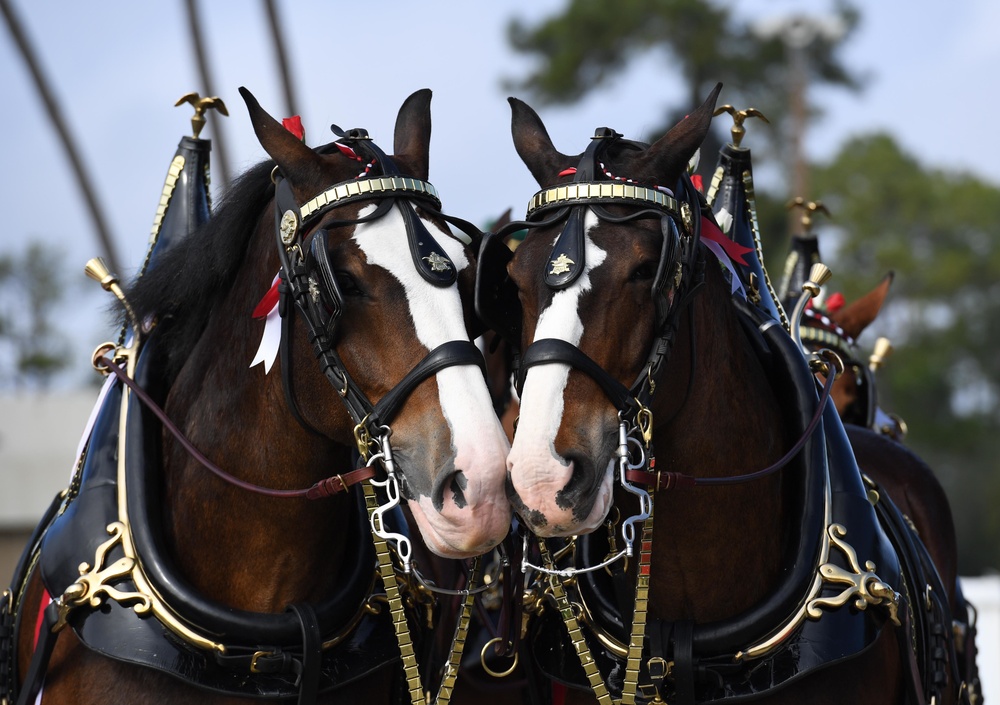 Budweiser Clydesdales entertain Airmen and families on Keesler