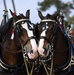 Budweiser Clydesdales entertain Airmen and families on Keesler