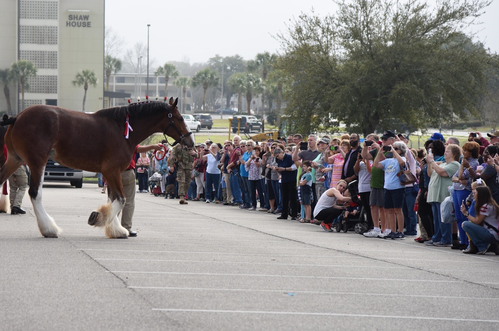 Budweiser Clydesdales entertain Airmen and families on Keesler