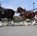 Budweiser Clydesdales entertain Airmen and families on Keesler
