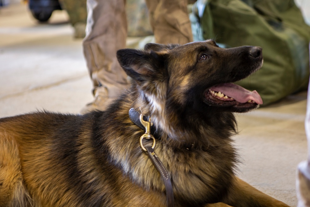 MAGTF-6: Air Bud