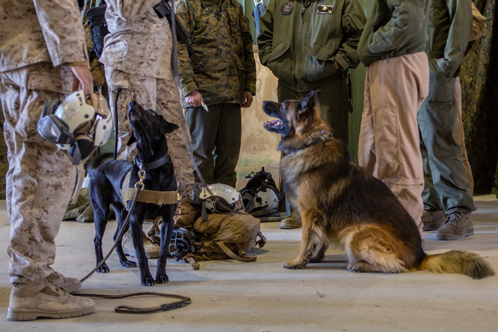 MAGTF-6: Air Bud