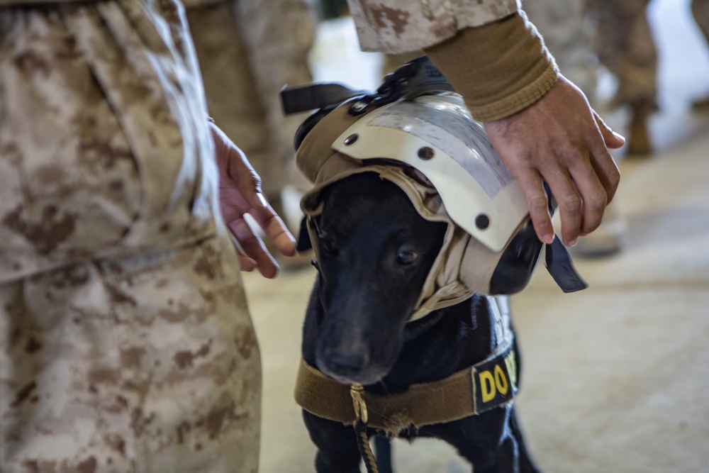 MAGTF-6: Air Bud