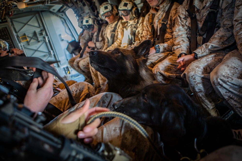 MAGTF-6: Air Bud