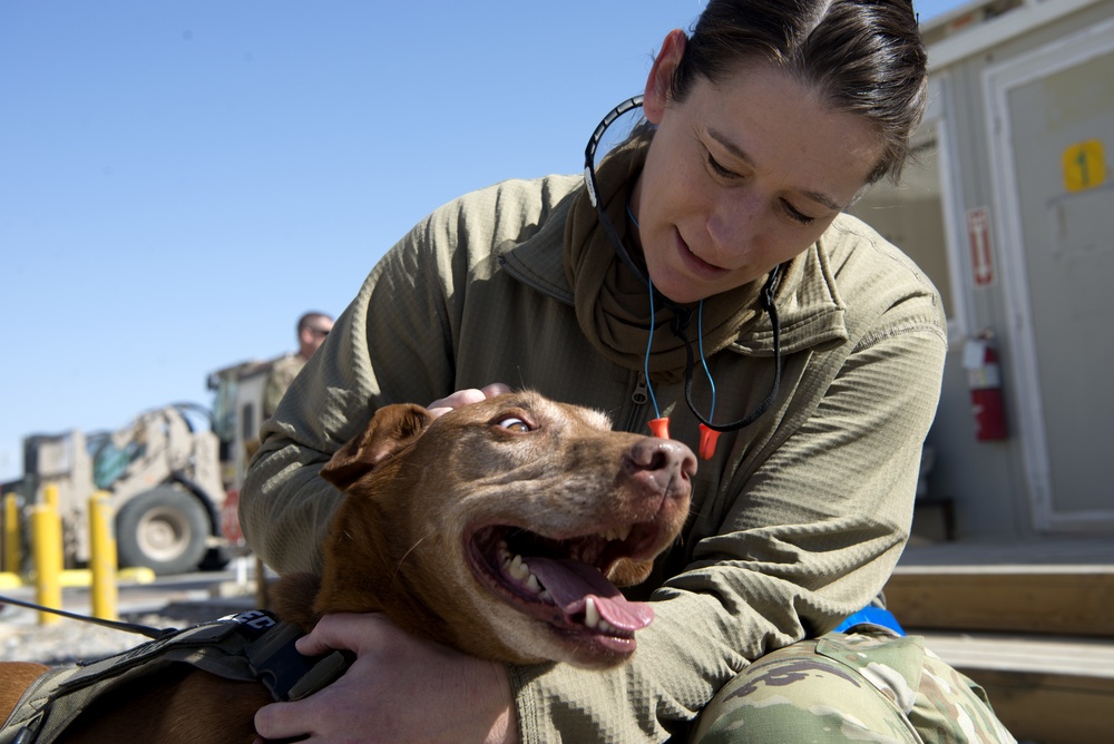 Army therapy dog visits maintenance Airmen