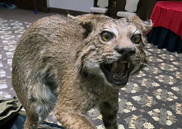 Wildcats celebrate service centennial