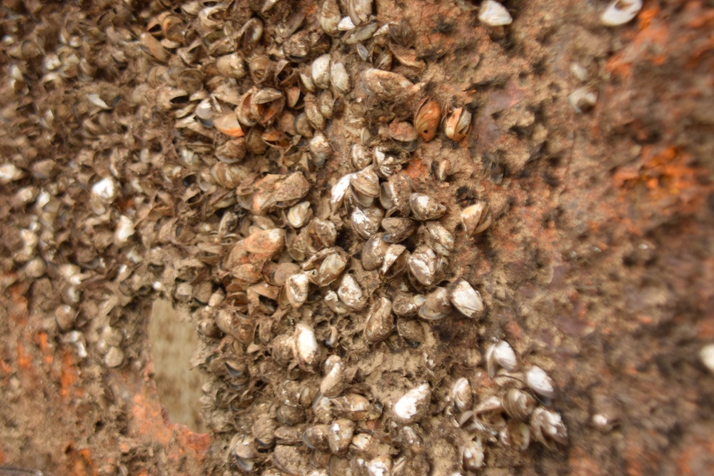 Zebra mussels attached to the Black Rock Lock gates