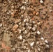 Zebra mussels attached to the Black Rock Lock gates