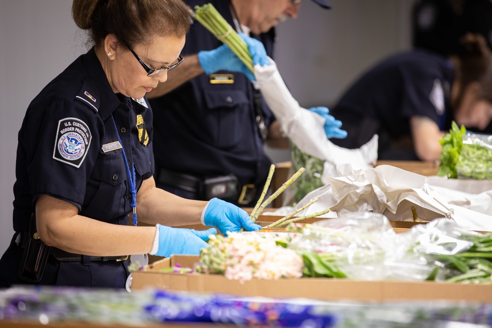 CBP agriculture specialist inspects cut flowers