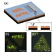 NRL, AFRL Develop Direct-Write Quantum Calligraphy in Monolayer Semiconductors