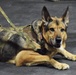Journey continues for Fort Drum military working dog handler, injured during deployment