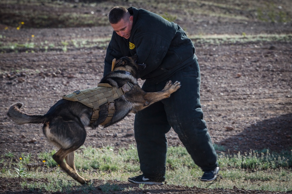 Military Working Dog Team Deployment Training Course