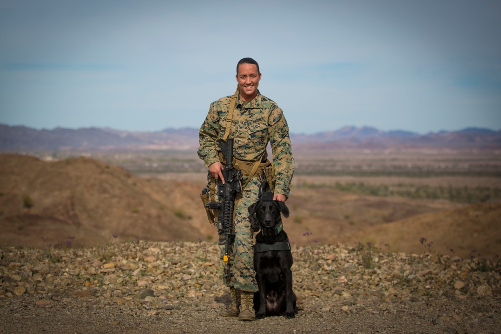 Military Working Dog Team Deployment Training Course