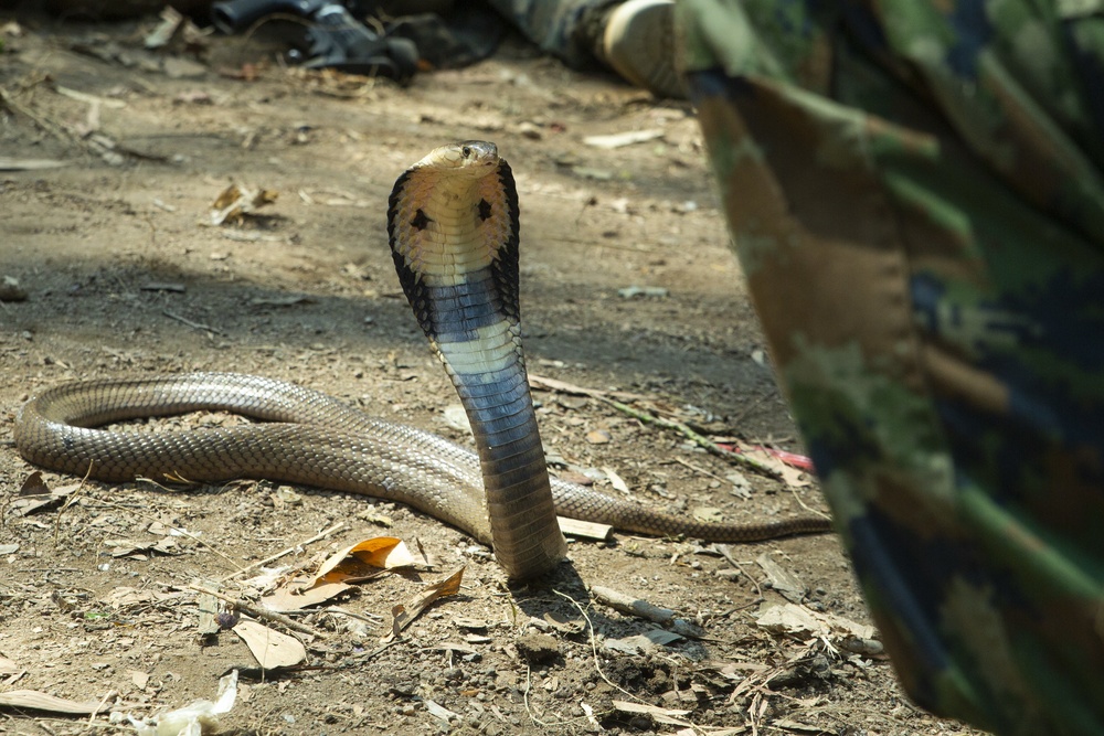 Cobra Gold 19:  31st MEU Marines participate in Jungle Survival Training