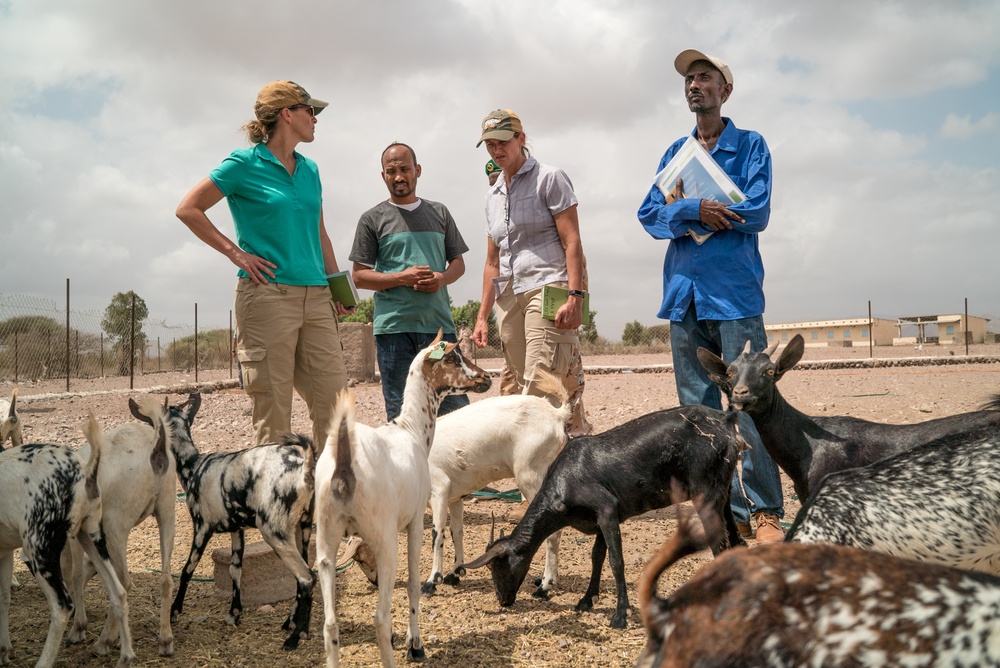 U.S. Army Veterinarians Promote Livestock Health In Rural Djibouti