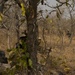 Nigerien soldiers move into position