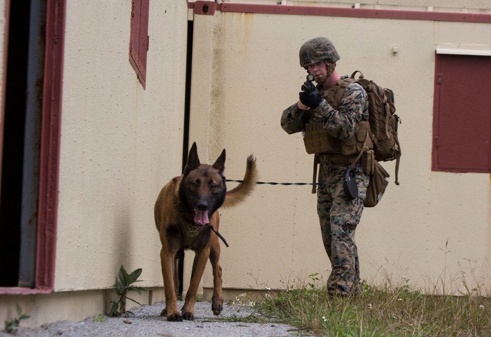 Marine K-9s sniff out hostiles