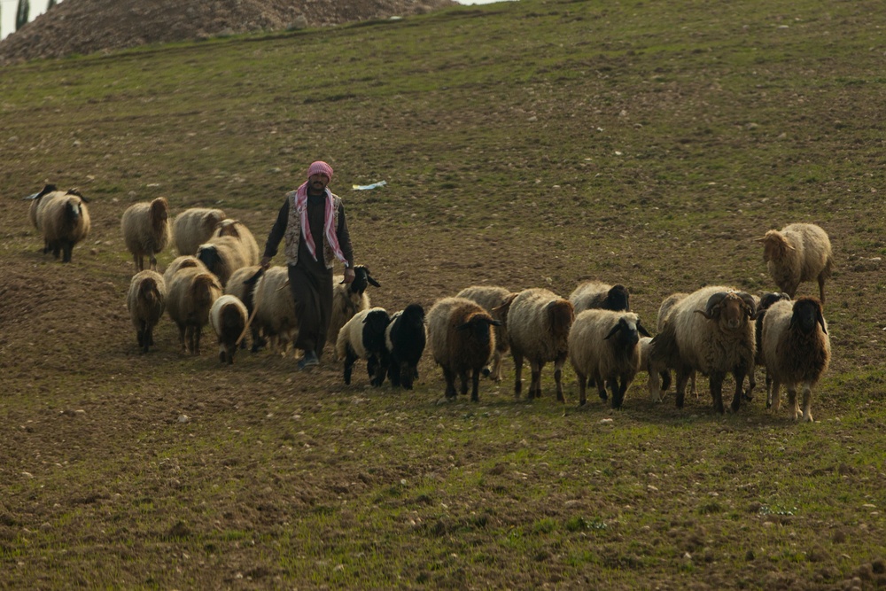 Syrian herds sheep