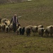 Syrian herds sheep