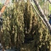 Coast Guard, partner agencies eradicate more than 200,000 marijuana plants on Bahamas.