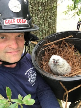 F&amp;ESGC Personnel Rescue Great Horned Owl Onboard NAS Pensacola
