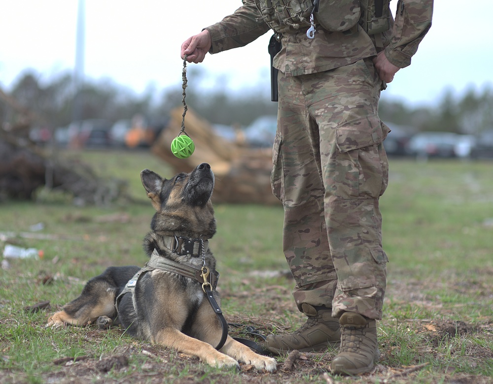Military working dogs assist in Tyndall recovery efforts