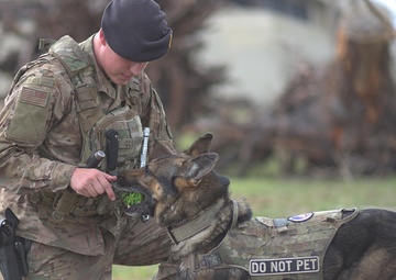 Military working dogs assist in Tyndall recovery efforts