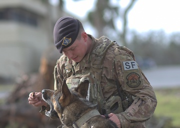Military working dogs assist in Tyndall recovery efforts