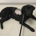 Black Jack, Naval Medical Center Camp Lejeune's Facility Therapy Dog