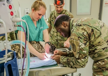 First Class Care for Bulldog Brigade Mascot