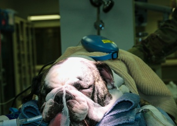 First Class Care for Bulldog Brigade Mascot