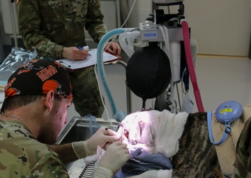 First Class Care for Bulldog Brigade Mascot