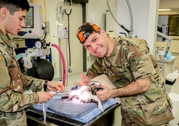 First Class Care for Bulldog Brigade Mascot