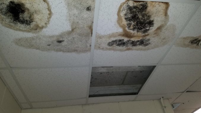 Mold a key housing issue in wet areas like Virginia