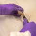 AFMES DNA Analysts assist in the identification of missing service members