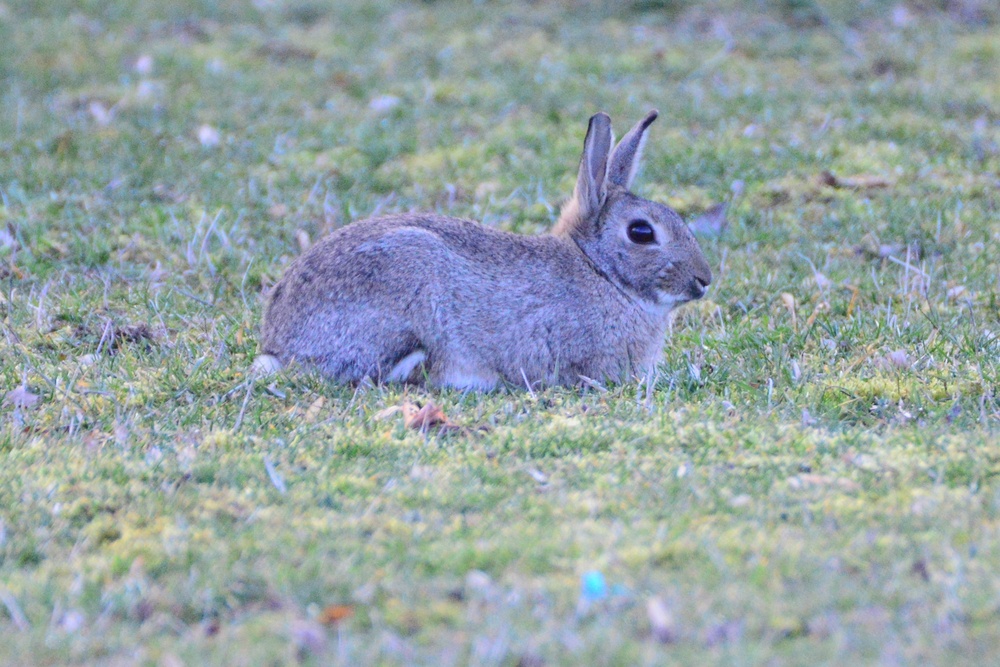 Bismarck Kaserne Rabbits