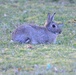 Bismarck Kaserne Rabbits