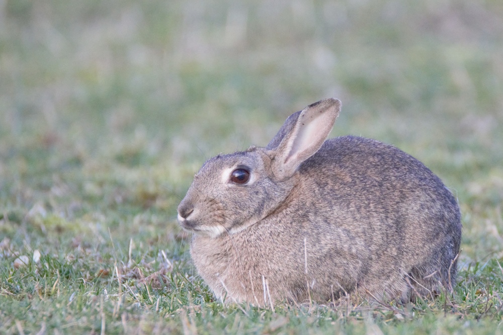 Bismarck Kaserne Rabbits