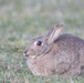 Bismarck Kaserne Rabbits