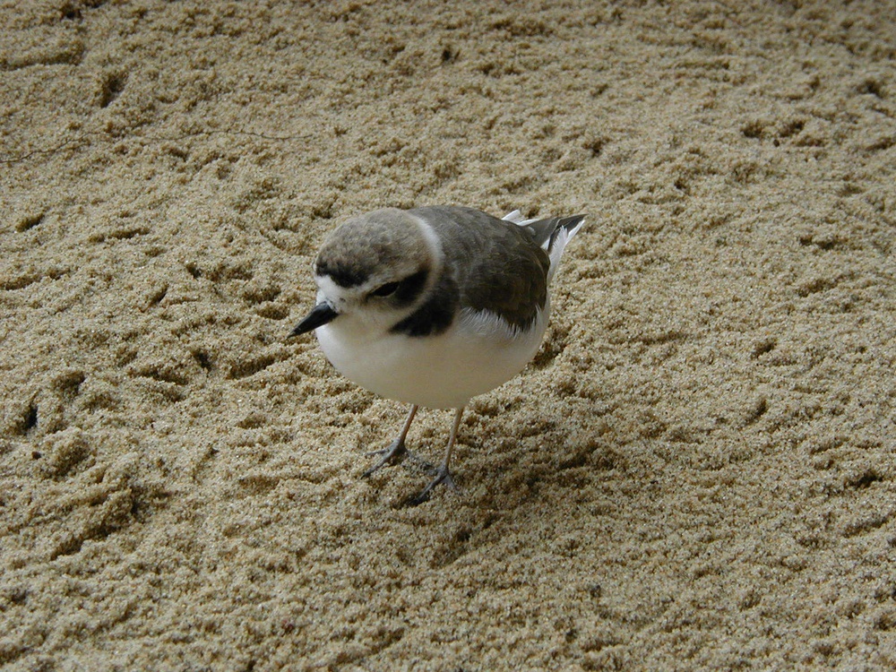 Working together to keep beaches open