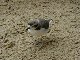 Working together to keep beaches open