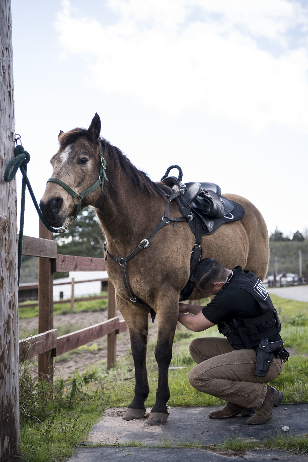 Not just horsing around