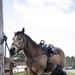 Not just horsing around