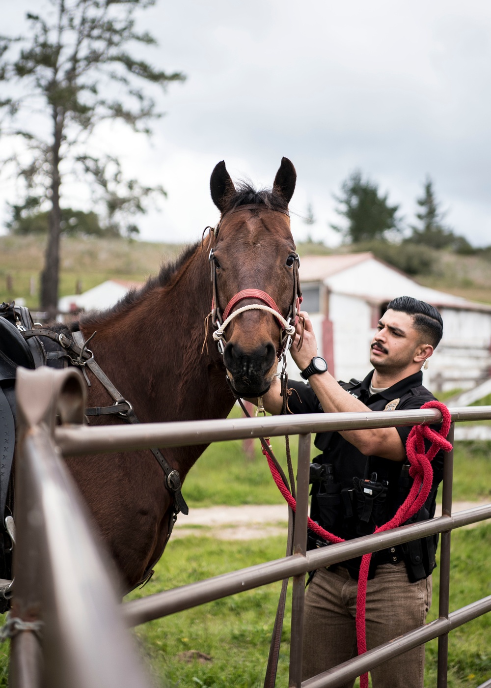 Not just horsing around