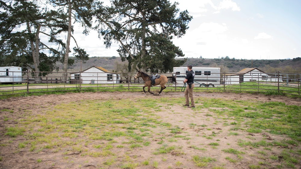 Not just horsing around