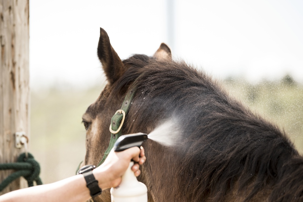Not just horsing around