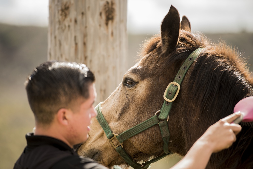 Not just horsing around