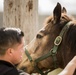 Not just horsing around