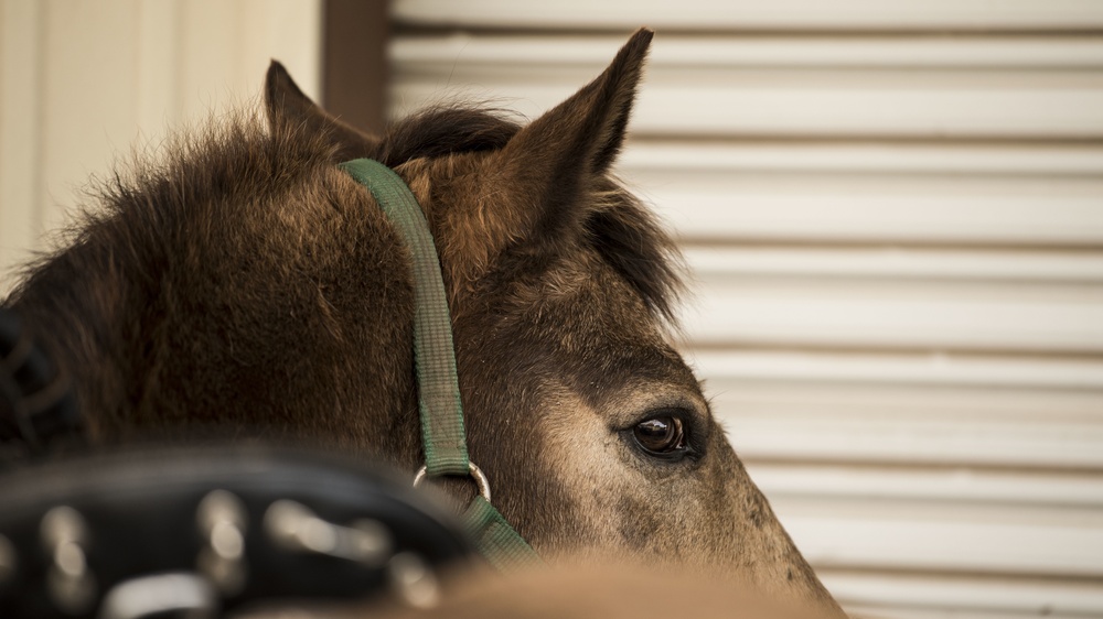 Not just horsing around